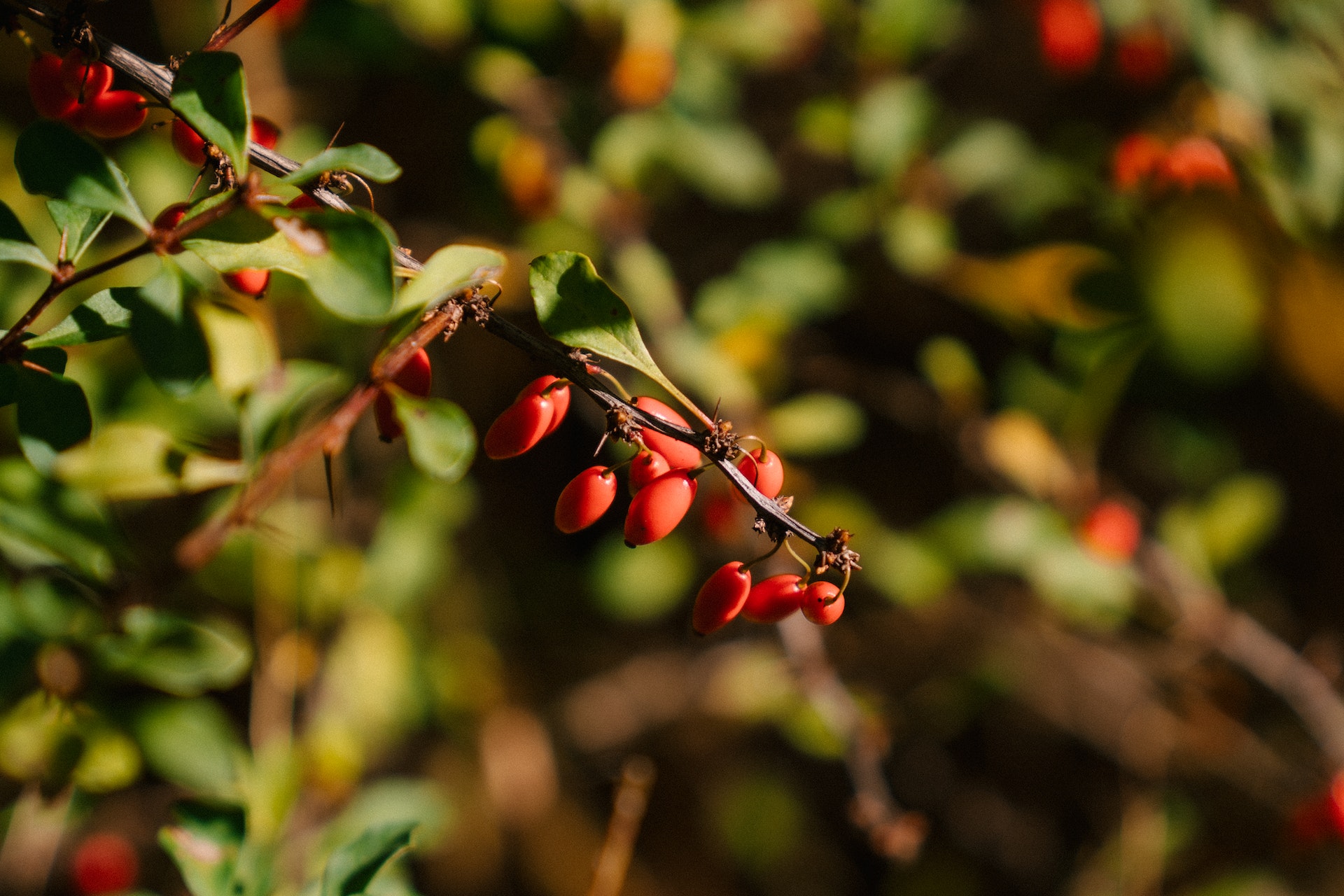 Berberine - properties and effects for sugar metabolism